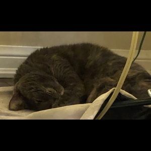 Meet your Posher, Nikki